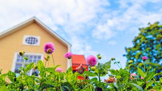 Håkansbölen kartano ja kukkia.